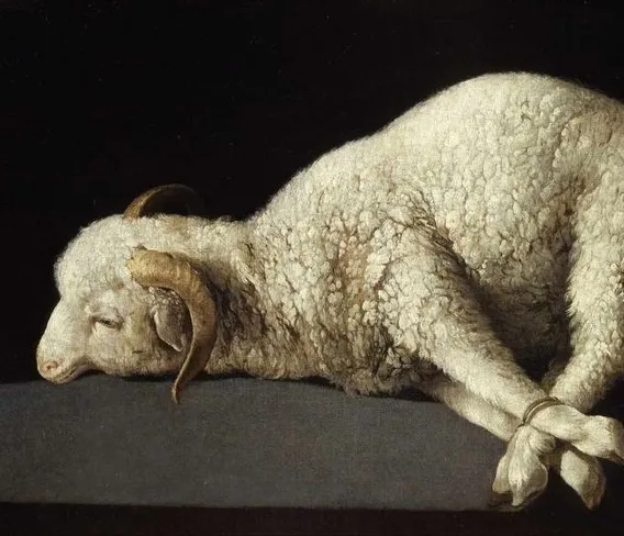 Lamb - first frame